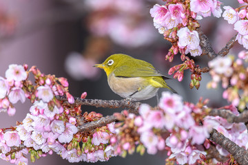 green yellow bird Japanese zosterops in cherry bloom (white eyes)