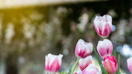 Natural beautiful pink tulips blurred background