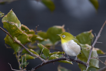 green and yellow bird Japanese zosterops portrait