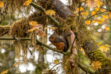 Squirrel eating in autumn rainforest