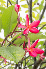 Pink frangipani flower after raining