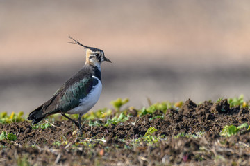 Northern lapwing portrait