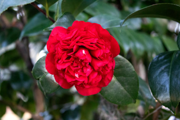 Red Flower Blossom on Bush