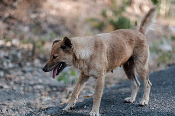 Stray dogs live on the roads in the forest