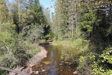 Forest river