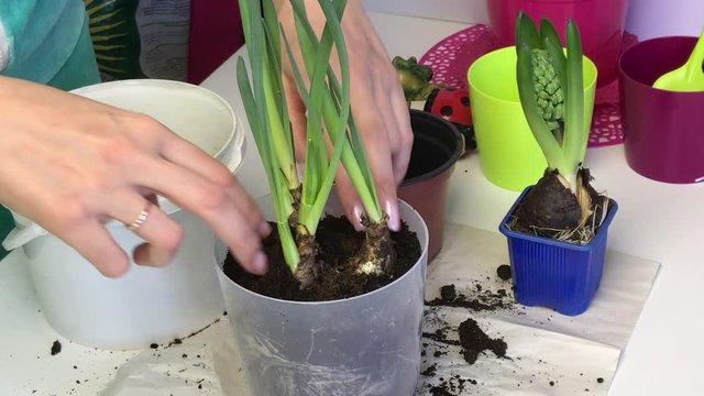 A woman adds soil to the bulbs of daffodil sprouts. Seals the soil with your hands. Primrose transplant.