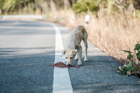 Stray dogs live on the roads in the forest