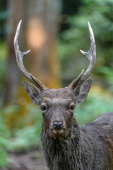 Male sika deer portrait in the forest