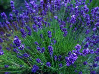 lavender　ラベンダー