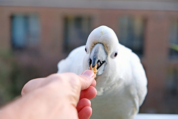 A hige white sulphur-crested cockatoo eating some nuts, Sydney, Australia