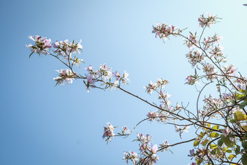 Mountain Ebony Bloosm