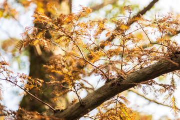 Pinaceae in Antumn