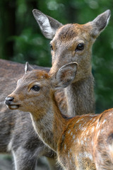 Sika deer mother and fawn cuddling and kissing together