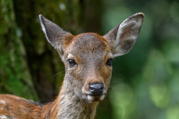 young sika deer fawn in the forest close up