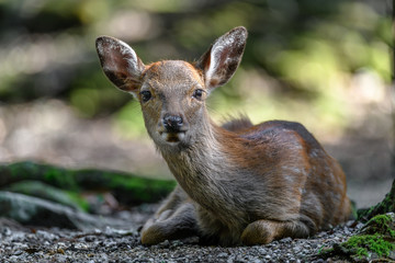 young japanese sika deer fawn portrait resting in the forest