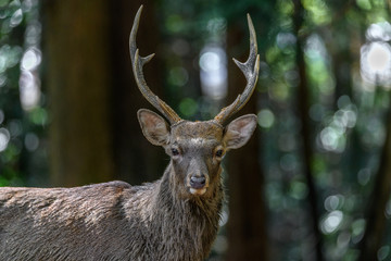 Male sika deer portrait in the forest
