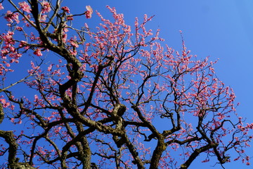 青空を背景に早春の紅梅の花が咲く