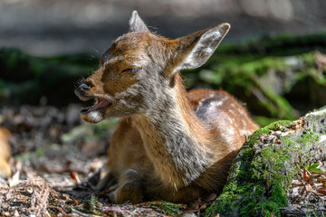 young japanese sika deer fawn portrait resting in the forest