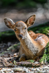 young japanese sika deer fawn portrait resting in the forest