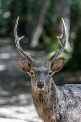 Male sika deer portrait in the forest