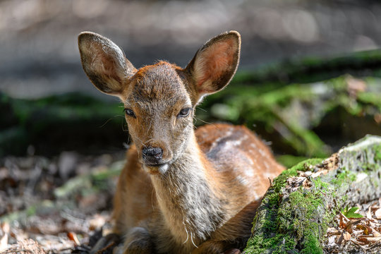 young japanese sika deer fawn portrait resting in the forest