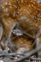 Mother sika deer feeding milk to fawn