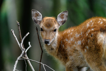 young sika deer fawn in the forest close up