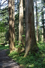 羽黒山の杉並木 ／ 山形県鶴岡市の羽黒山参道の杉並木は県指定史跡で、全国かおり風景百選、森林浴の森百選に選定されています。随神門から始まる表参道は、全長約1.7km、2446段の長い石段で、頂上に至るまで杉並木が続きます。杉並木の数は500本以上で、樹齢350～500年の杉並木です。この杉並木は、国の特別天然記念物に指定され「ミシュラン・グリーンガイド・ジャポン」にて、三ツ星を獲得しました。