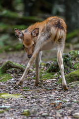 young sika deer fawn in the forest close up