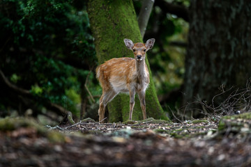 young sika deer fawn in the forest close up
