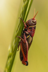  Locust