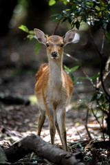 young sika deer fawn in the forest close up