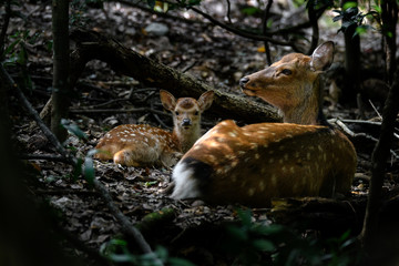 little fawn sika deer resting with her mother