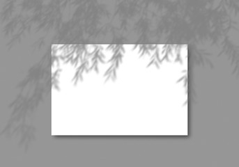 A sheet of white paper on a gray background. Layout with overlay of plant shadows . Natural light casts the shadow of a tree from above