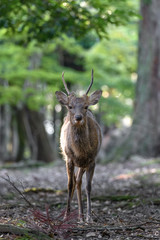 young sika deer male portrait looking at camera