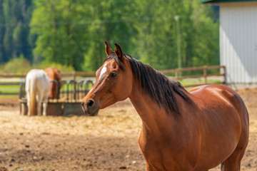 Fototapeta premium A Horse on the farm in Pemberton, British Columbia, Canada.