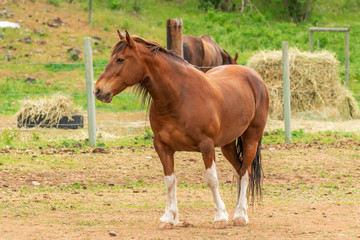 Fototapeta premium A Horse on the farm in Pemberton, British Columbia, Canada.