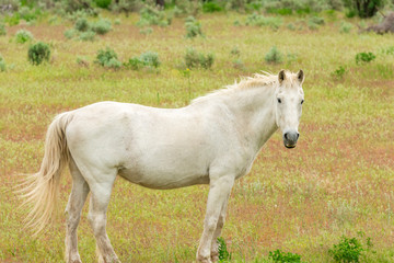 A Horse on the farm in Pemberton, British Columbia, Canada.