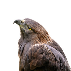 brown eagle portrait