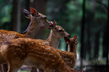Family of sika deer resting in the forest