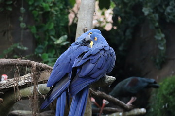 Love Birds