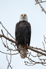 Bald eagle bird
