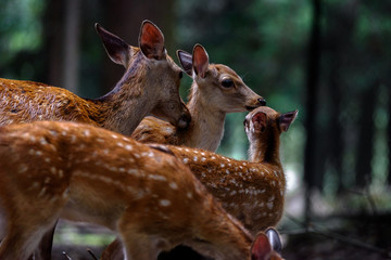Family of sika deer resting in the forest - 321766246