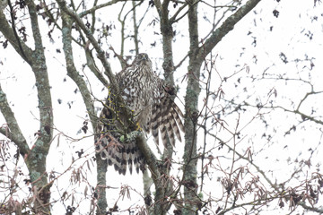juvenile northern goshawk