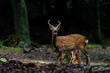 Naklejka na ściany i meble male sika deer in a dark forest protecting the females