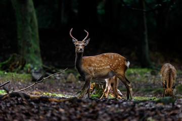 male sika deer in a dark forest protecting the females