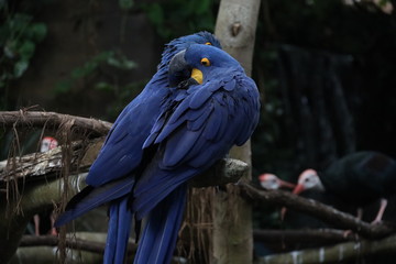 Love Birds