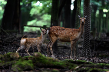 Naklejka na ściany i meble Mother and fawn sika deer in the forest