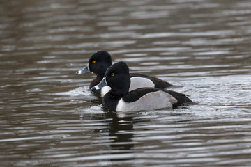 Ring necked duck