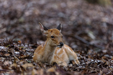 young sika deer fawn in the forest close up